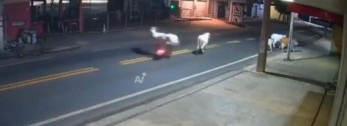 BINTEO Σοκ! Ποδοσφαιριστής πέθανε όταν συγκρούστηκε με αγελάδα